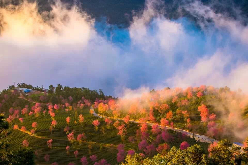 大理无量山樱花谷