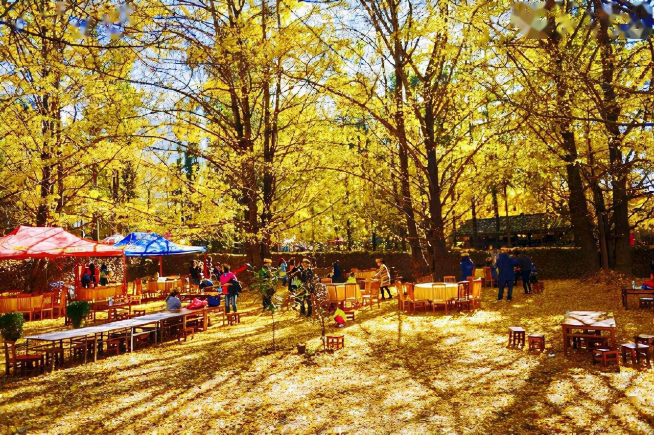 云南旅游团6日游报价是多少？全方位揭秘云南最具性价比的旅游线路